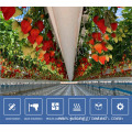 agricultural greenhouse strawberries growing systems